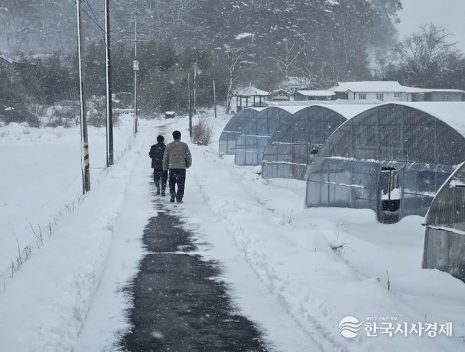청양군농업기술센터 시설하우스 피복·골조 상태와 적설 대응 여건을 확인하는 현장점검 모습