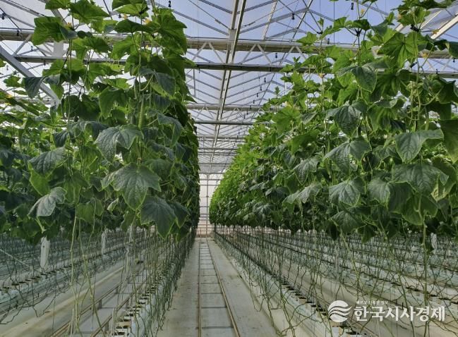 상주시 수경재배 분석 이용 농가수 58% 늘어