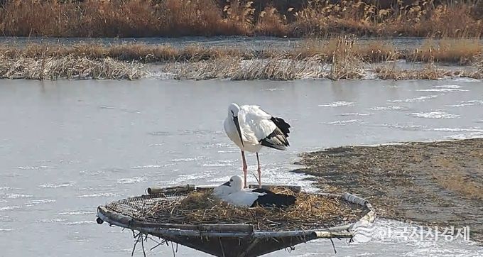 서산버드랜드 황새 부부, 4년 연속 번식 성공