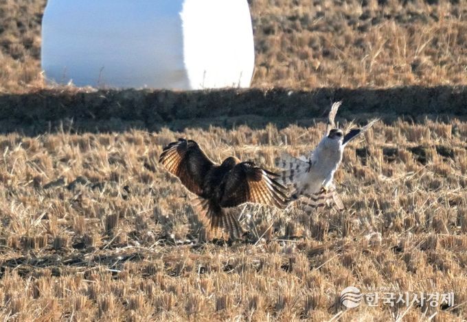 울주 온양들녘서 맹금류 참매·말똥가리 먹이다툼 포착
