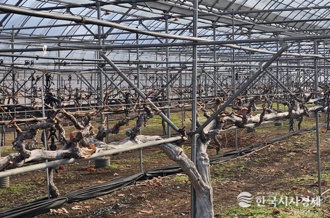 포도 이상기상 대응은 ‘전정’부터 시작