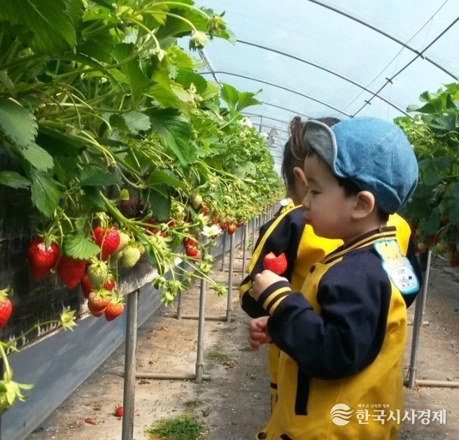 논산시, 딸기수확체험