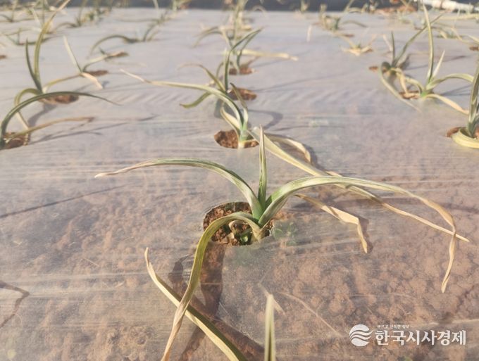이상기상 대비 마늘 월동 후 병해충 및 생육관리 철저 당부