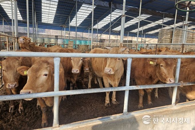 영주시는 2월22일부터 3월15일까지 상반기 구제역 백신 일제접종을 실시한다.