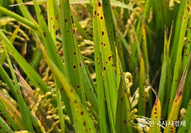 벼 깨씨무늬병