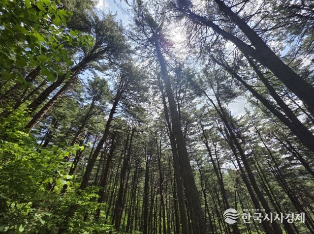 도유림 및 임도