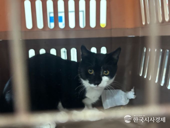 중성화 수술을 위해 포획된 길고양이.
