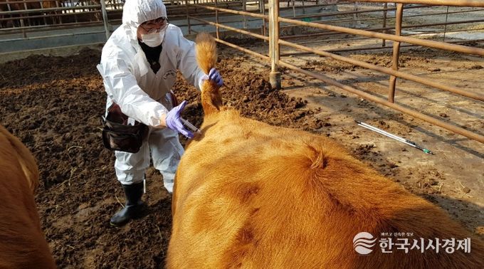 구제역 백신접종 긴급시행(동물정책과)