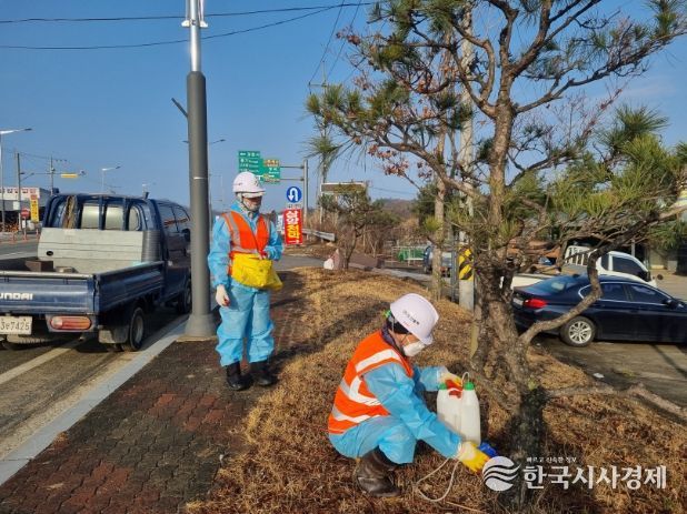 영주시는 오는 2월25일부터 도심 주요 경관 수목을 보호하기 위해 예방나무주사 사업을 추진한다.