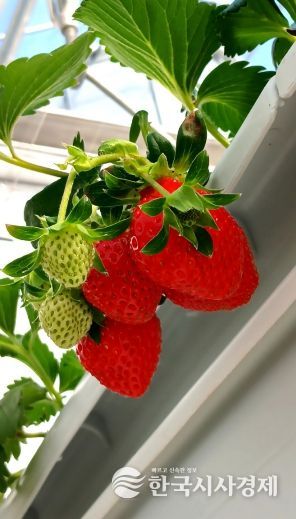 청년창업 농업대전환과 모집 관련3(딸기)