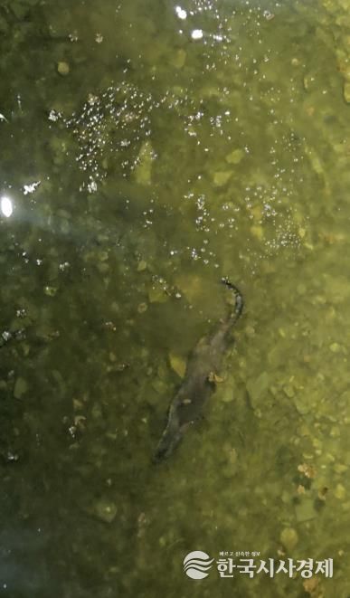 충북 괴산군 에코브릿지 아래 하천에서 천연기념물인 수달이 헤엄치며 먹이 활동을 하고 있다