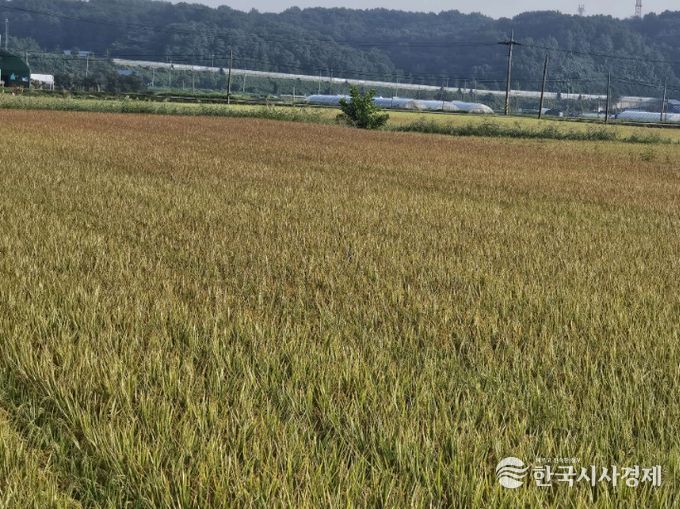 서천군, 벼 깨씨무늬병 사전예방 당부