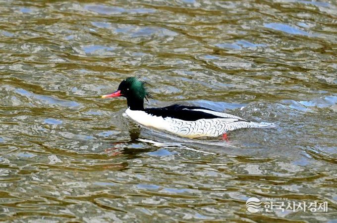 성동구와 사회적협동조합 한강은 최근 중랑천-청계천 합류부에서 호사비오리 수컷 1개체와 암컷 2개체가 먹이활동과 휴식을 하는 모습을 확인했다.(사진은 중랑천-청계천 합류부에서 발견된 호사비오리 수컷)