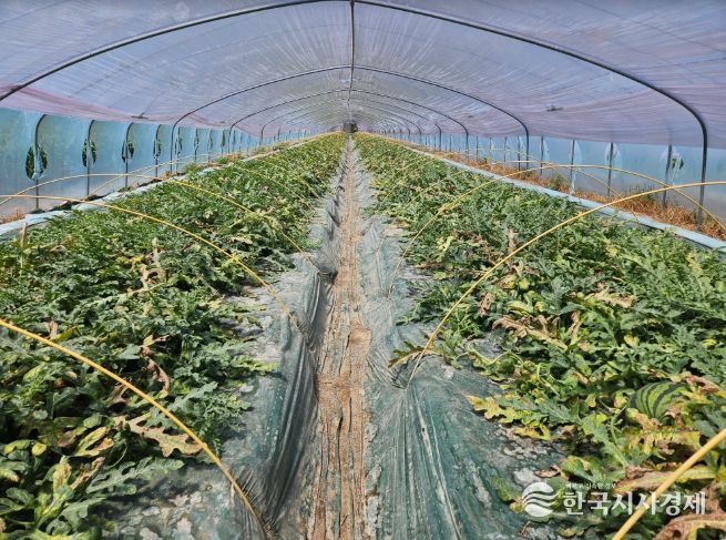 수박CCYV피해사진