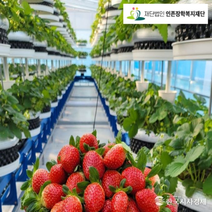 딸기 식물공장