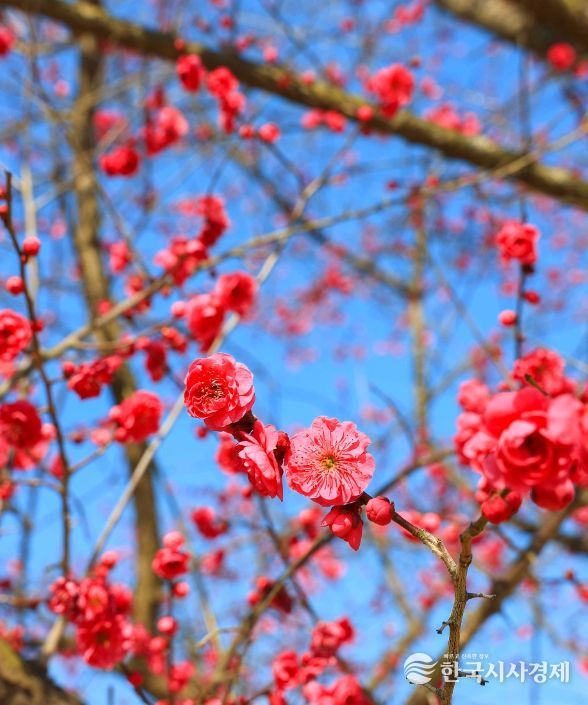 섬진강수달생태공원, 홍매화 개화·수달 3마리 추가 입식