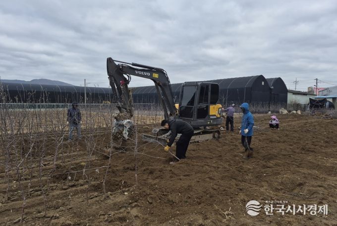 새봄 맞은 경산묘목시장, 출하 본격화로 활기 회복