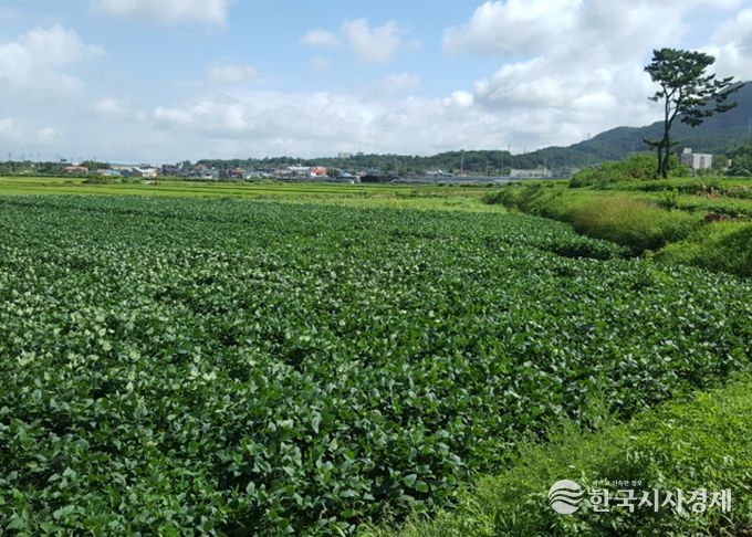 사천시, 논 타작물 재배 지원사업 추진