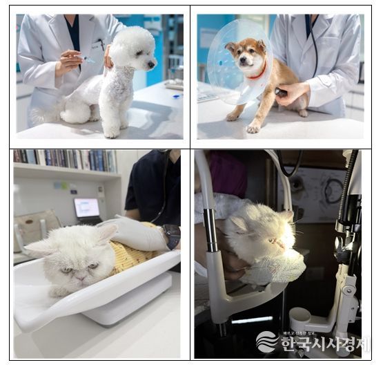 반려동물 진료