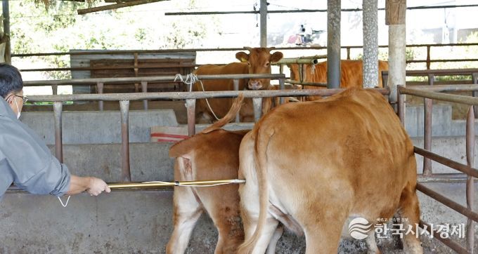 임실군, 소·염소 구제역 백신 일제접종 15일까지 실시