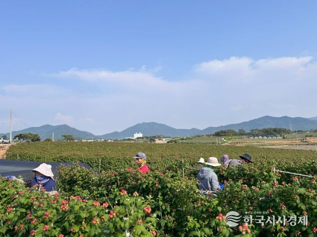 고창 복분자 재배
