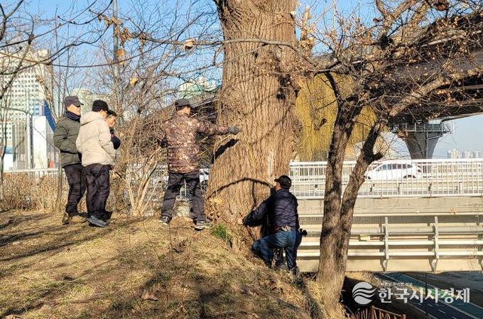 탄천2교 이태리포플러