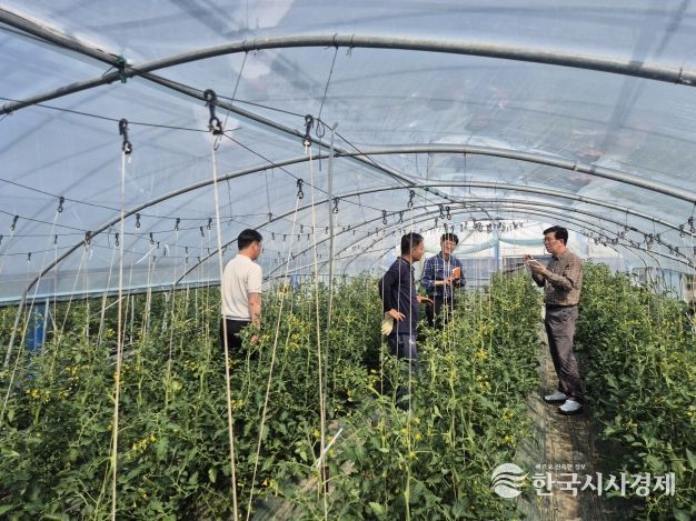 토마토뿔나방 현장지도