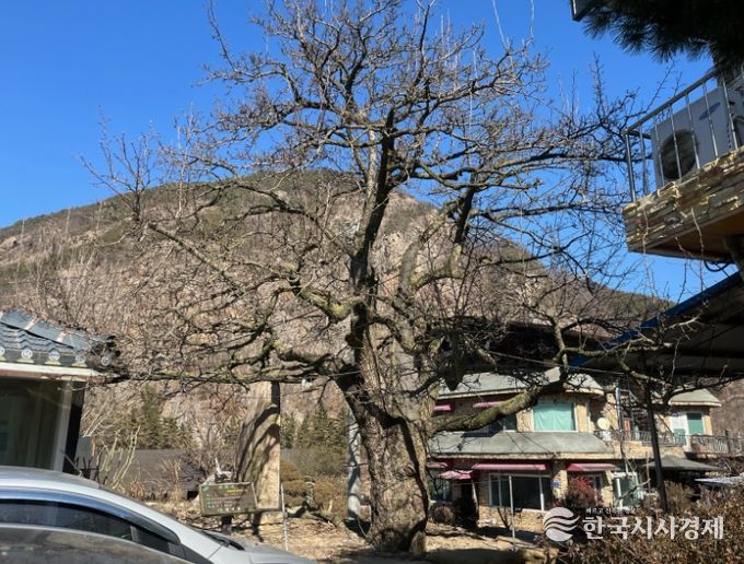 금산군, 보호수 일제 정비