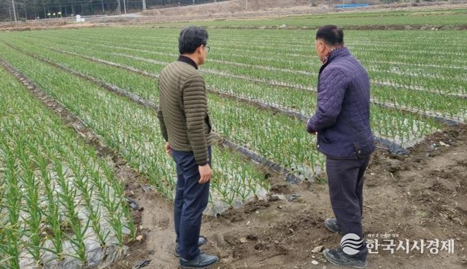 강진군 관계자가 강진관내 마늘농장을 방문했다.