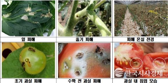 김천시, 검역해충 토마토뿔나방 방제약제 지원