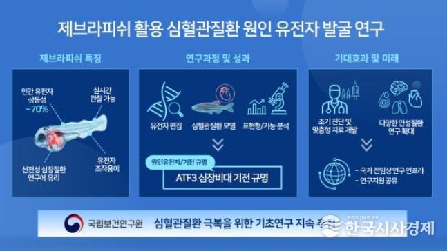 제브라피쉬 활용 심혈관질환 원인 유전자 발굴 연구