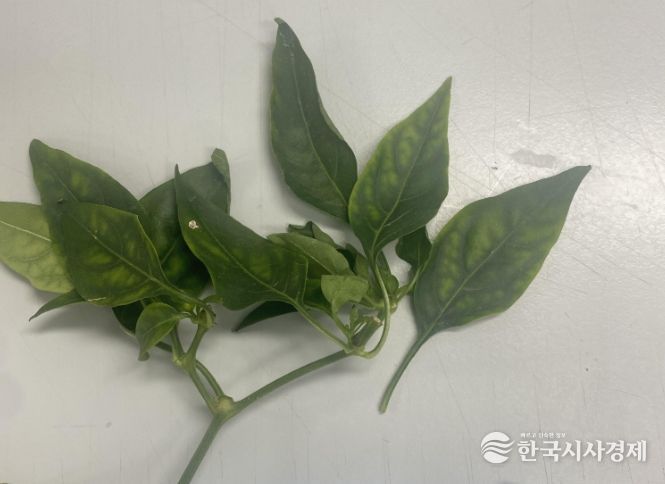 토마토퇴록바이러스(ToCV)