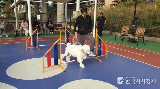 2025년 반려동물 문화교실에 참여한 반려견이 어질리티 교육을 받고있다