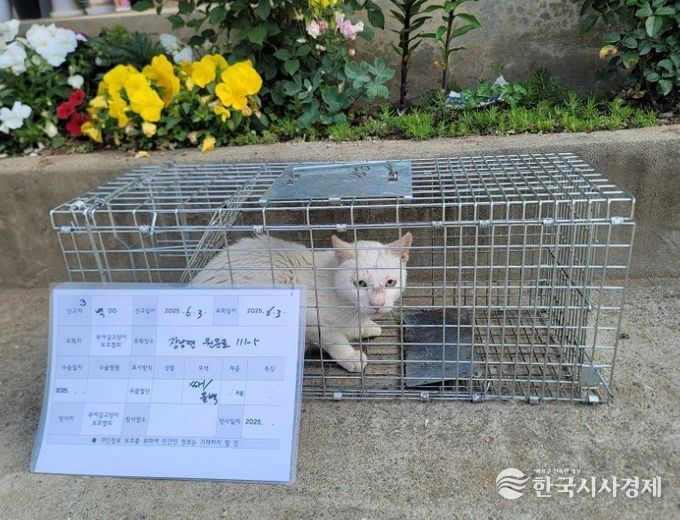 포획된 길고양이