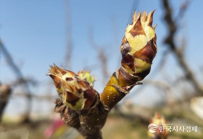 석회유황합제 방제 적기인 배꽃 눈 상태
