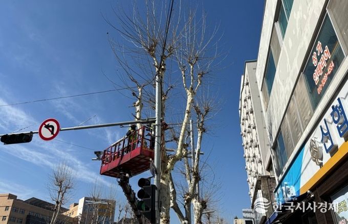 대전 중구, 봄맞이 가로수 전정 실시