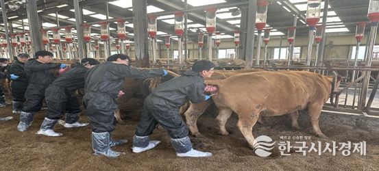축산역량 강화교육 인공수정 과정에서 교육생들이 실습축을 활용해 실습에 참여하고 있다.