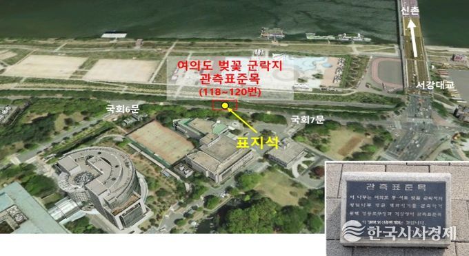 여의도 윤중로 벚꽃 군락 단지 관측 장소