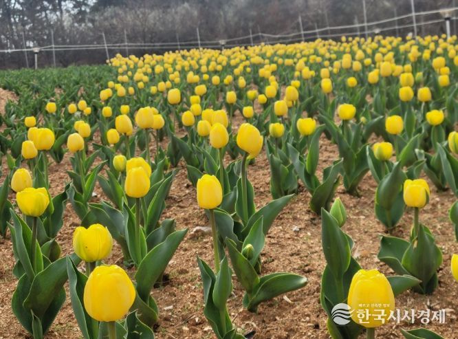 익산 신흥공원에 찾아온 봄
