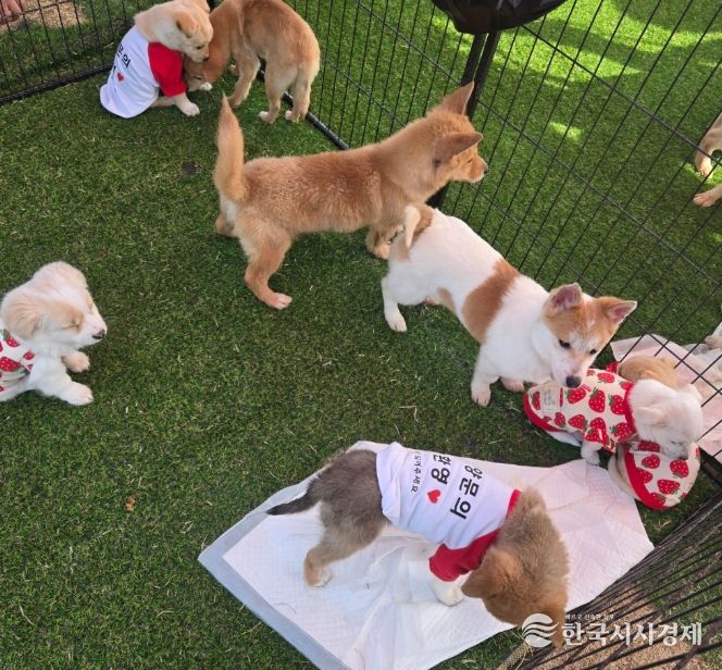 찾아가는 입양홍보센터