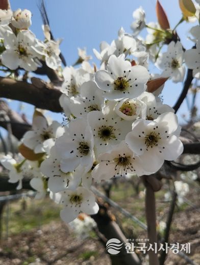 배나무 저온 피해 모습
