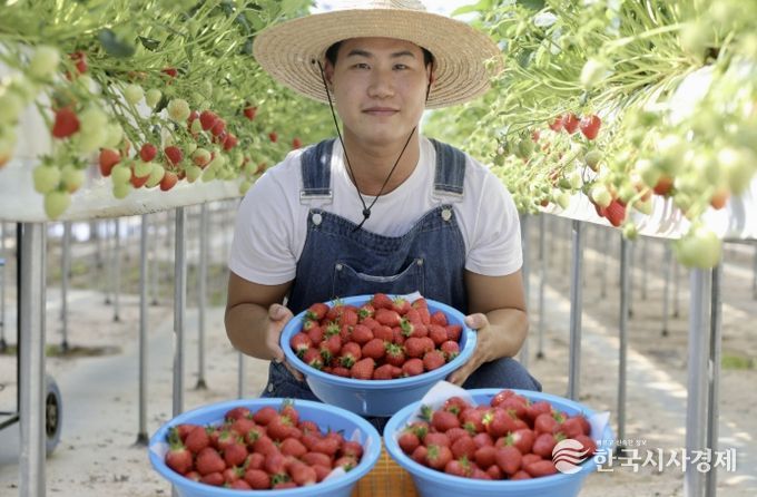 청년농업인 딸기 수확 사진