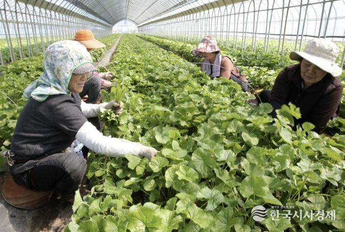 '봄의 전령사' 양구 명품 곰취, 전국 식탁 공략 나선다