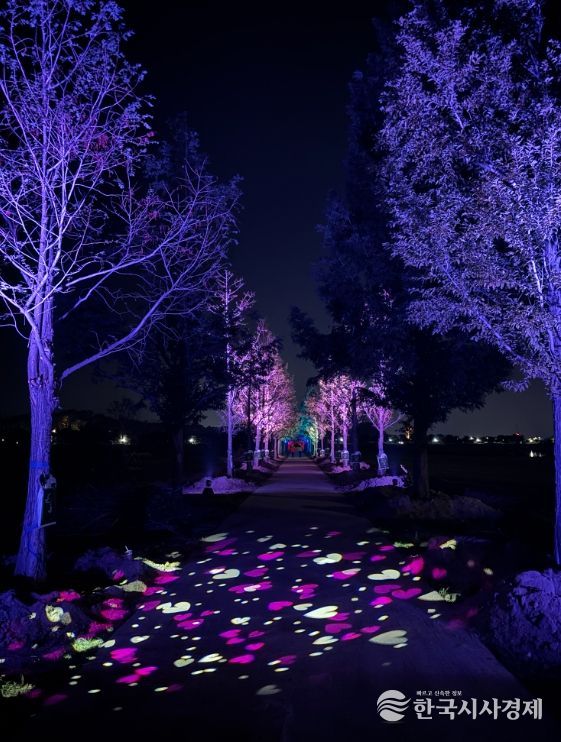 강릉 메타세콰이어길