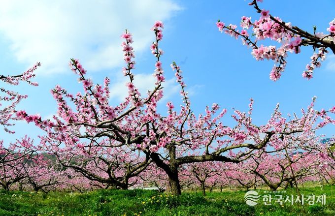 꽃의 힘으로 키우는 맛있는 과일~과수 꽃가루은행이 도와드립니다