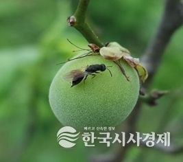 매실 복숭아씨살이좀벌 적기 방제 당부