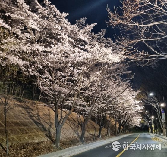 도구머리공원 벚꽃길