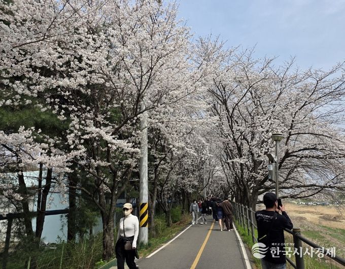 세종의 봄 알리는 '조치원 봄꽃 축제' 성료
