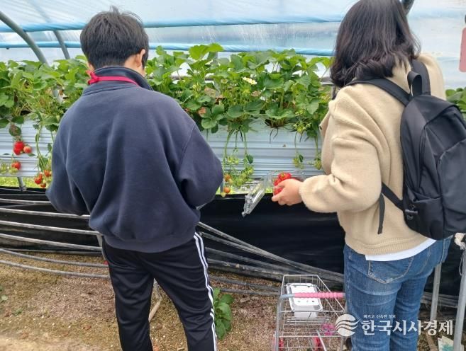 대전 중구 드림스타트, ‘딸기 수확 및 케이크 만들기 체험’ 프로그램 진행