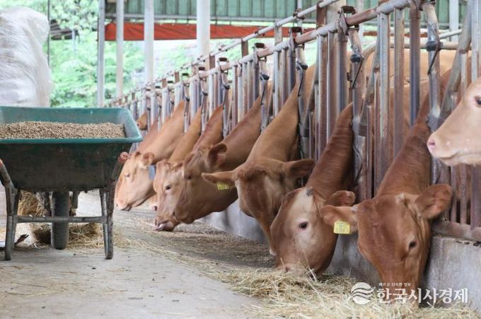 임실군, 축산개량은 10년 대계 우량정액 지원으로 한우 경쟁력 높인다